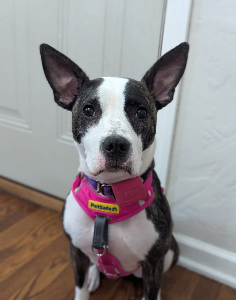 Athena