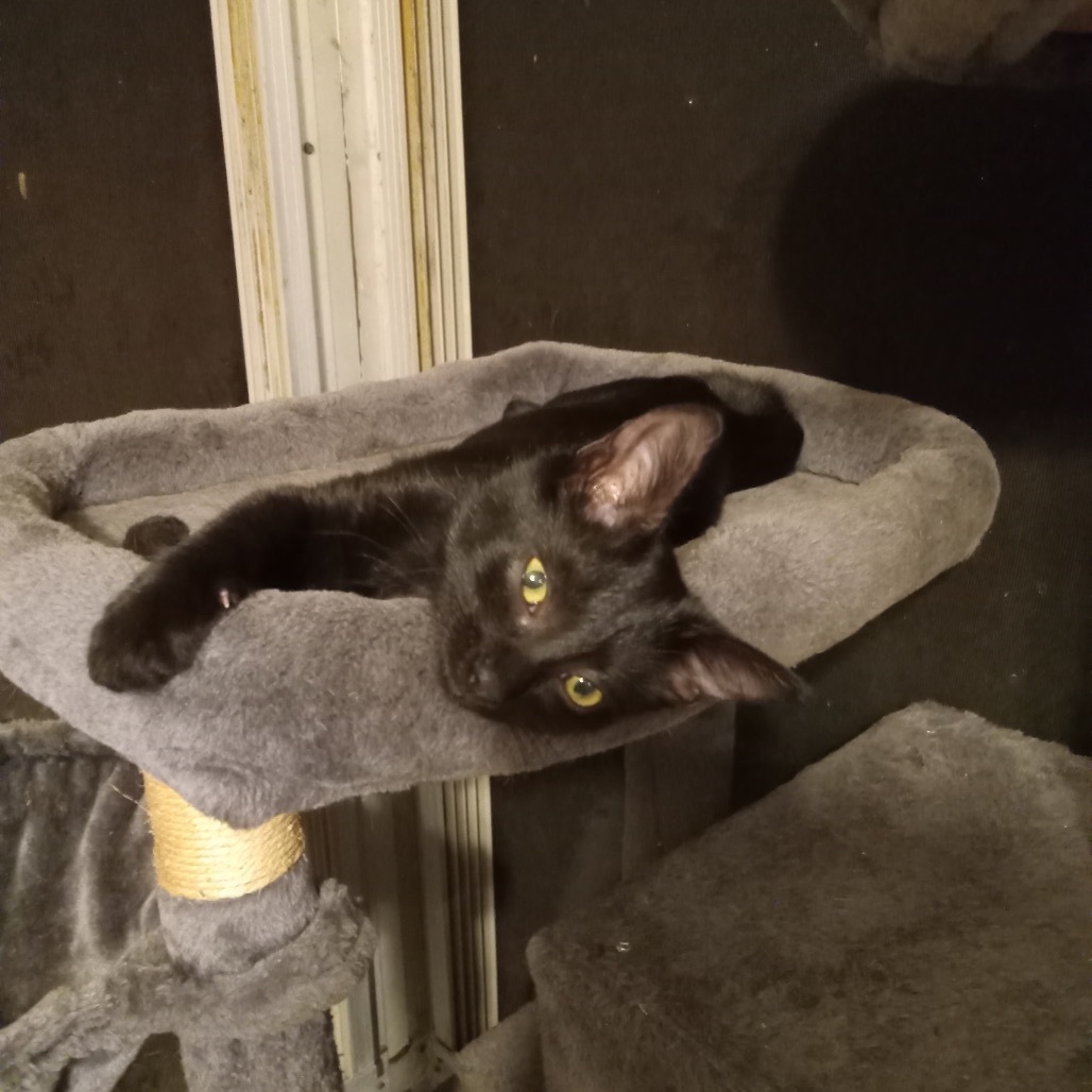 Mouse