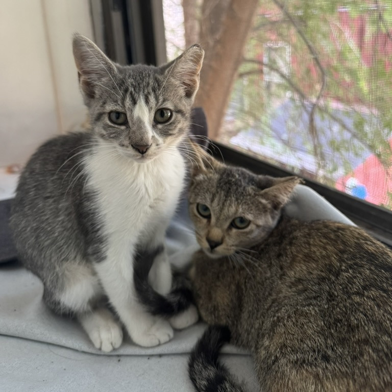 Ruby & Archie - We're a bonded pair!