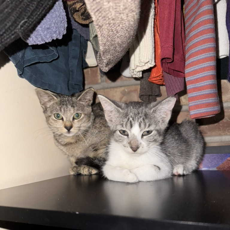 Ruby & Archie - We're a bonded pair!