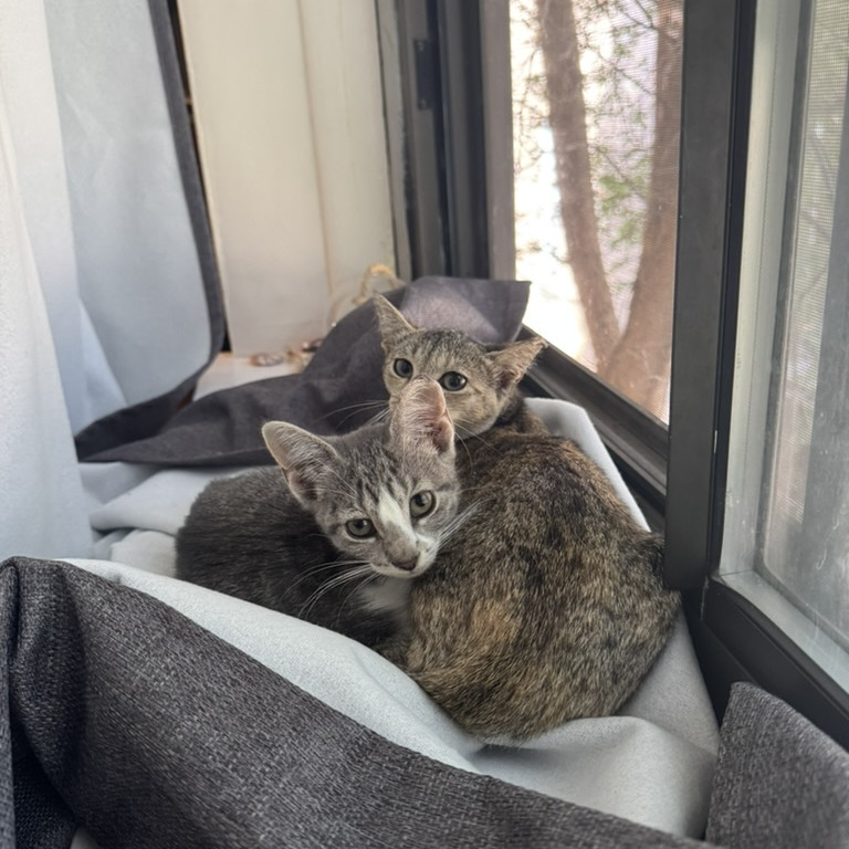 Ruby & Archie - We're a bonded pair!