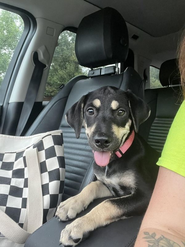 Lila