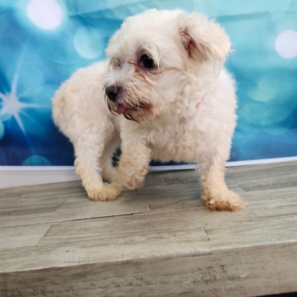 Snowball