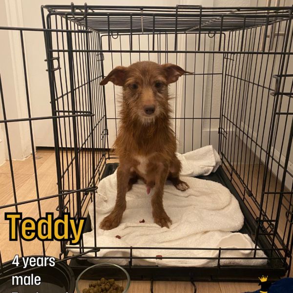 Teddy