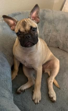 Pugsley