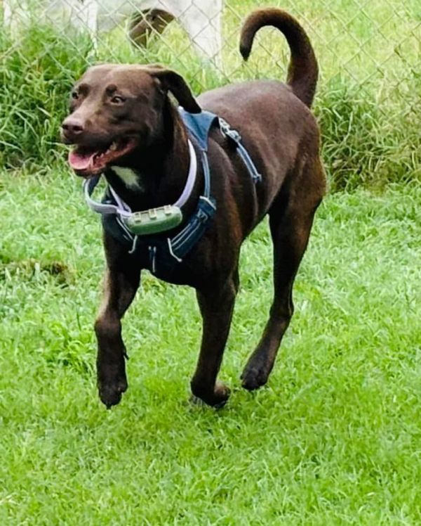 Hazel