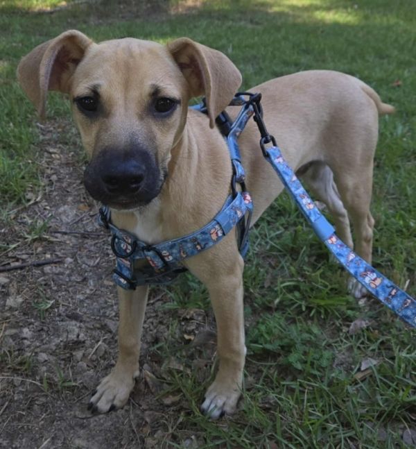 Opie