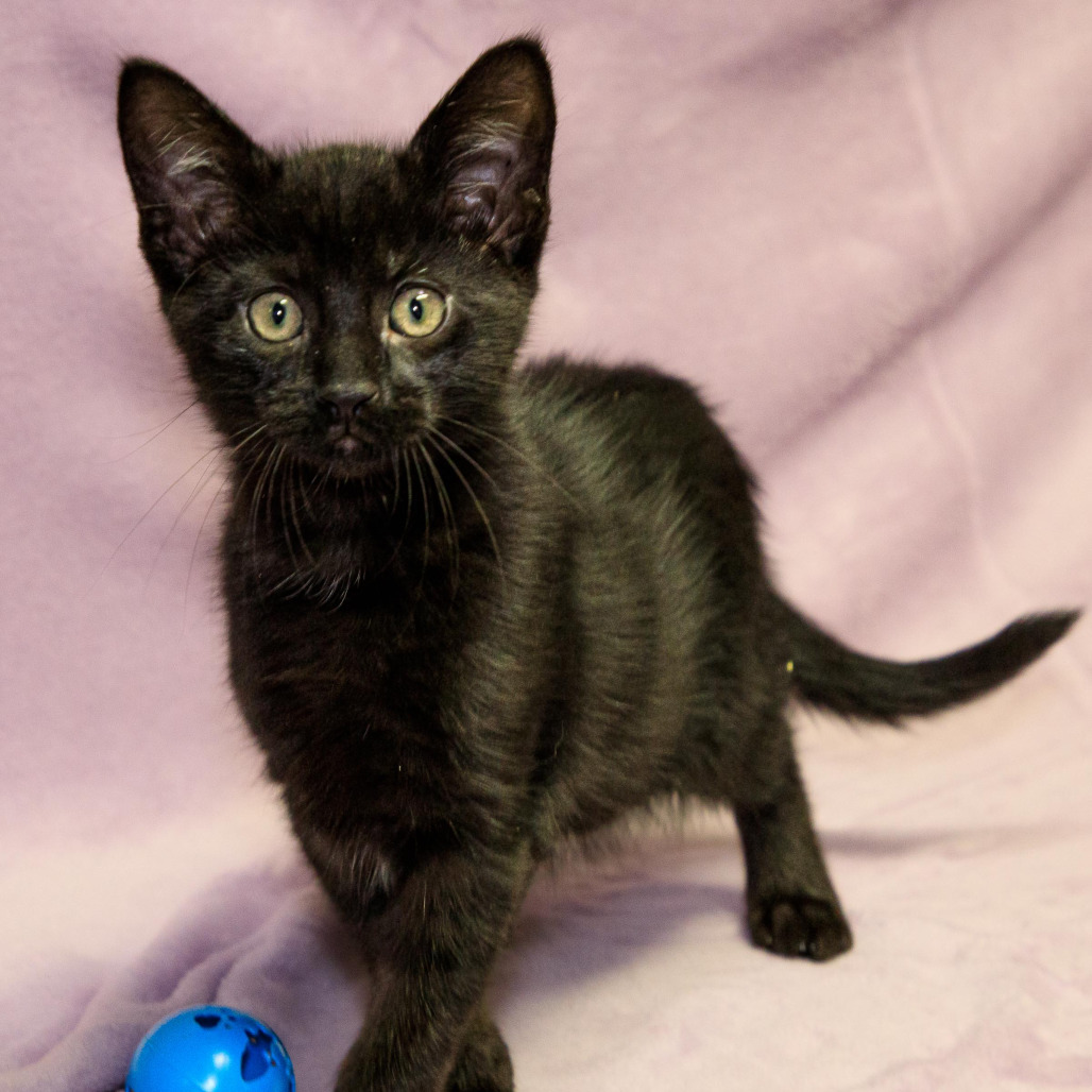 Appt. Pending - Opal