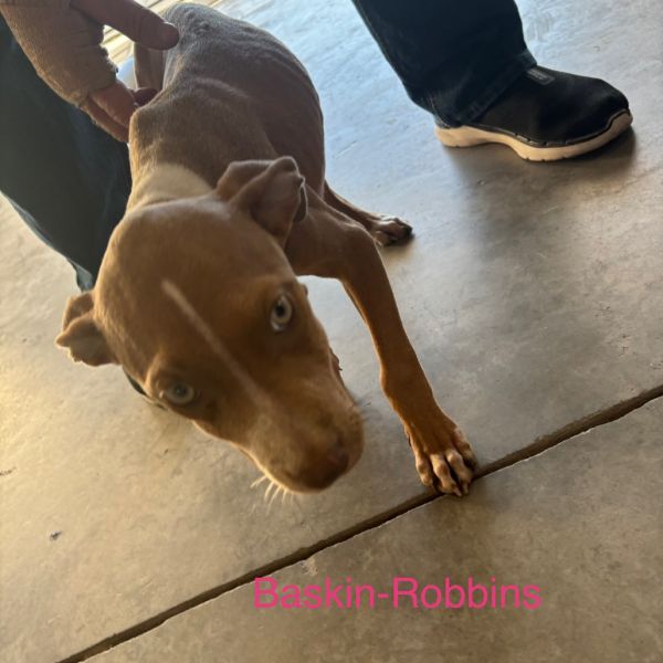 Betty prev Baskin-Robbins