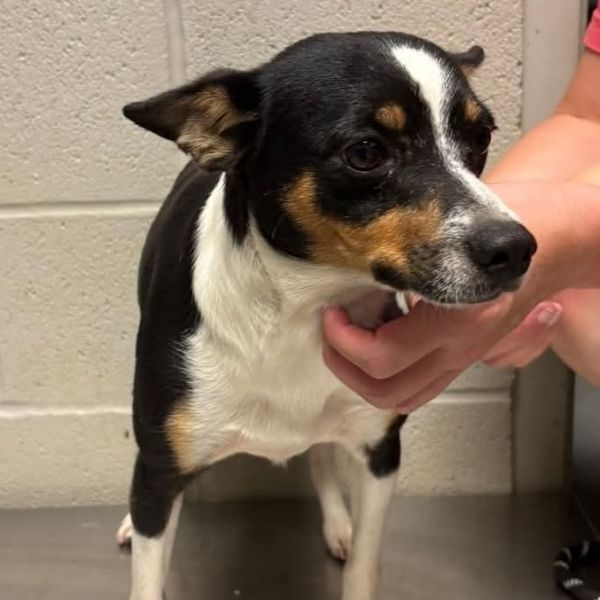 Elvis