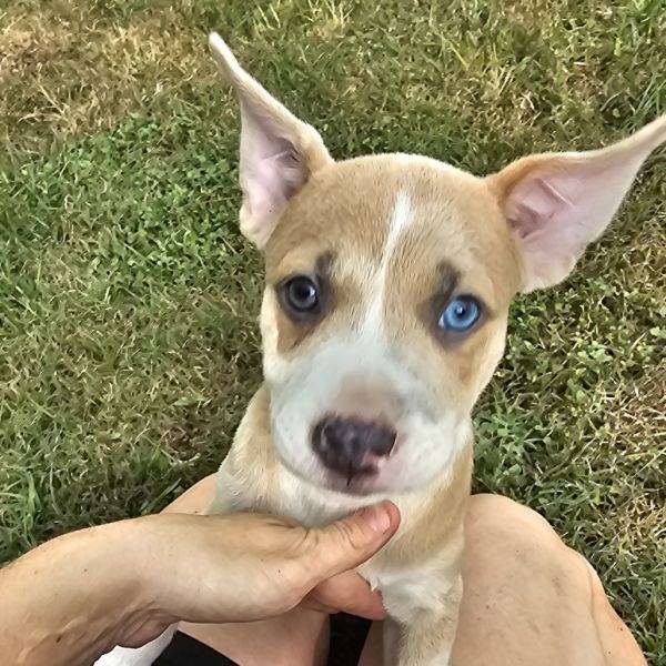 Lola