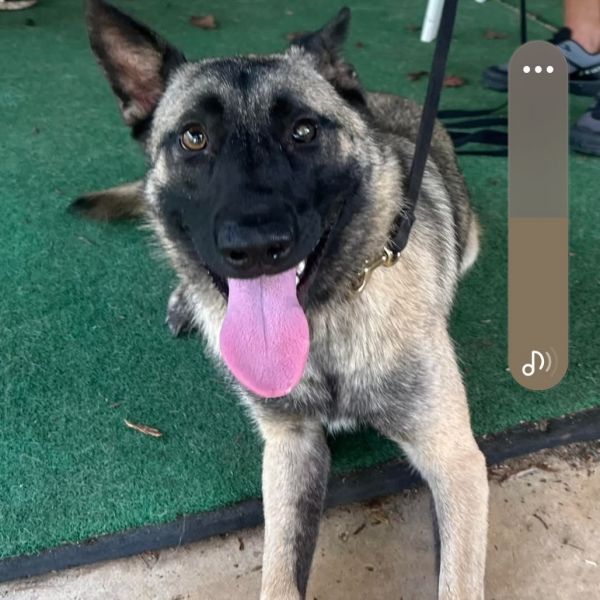 Koda