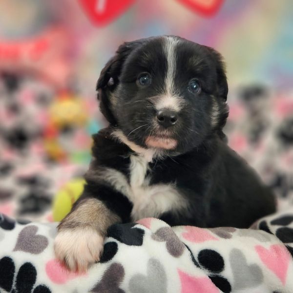 Kodiak (Flowers Child)