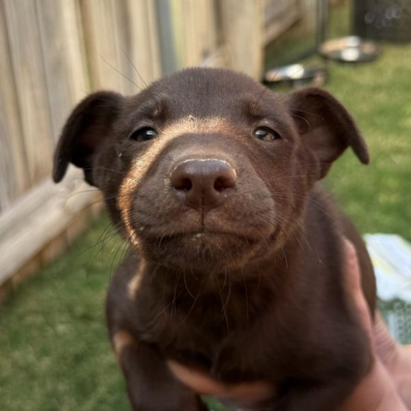 Chai
