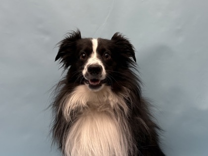 Bailey