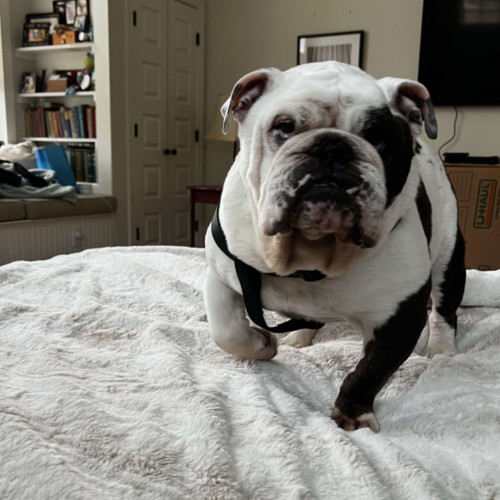Elvis