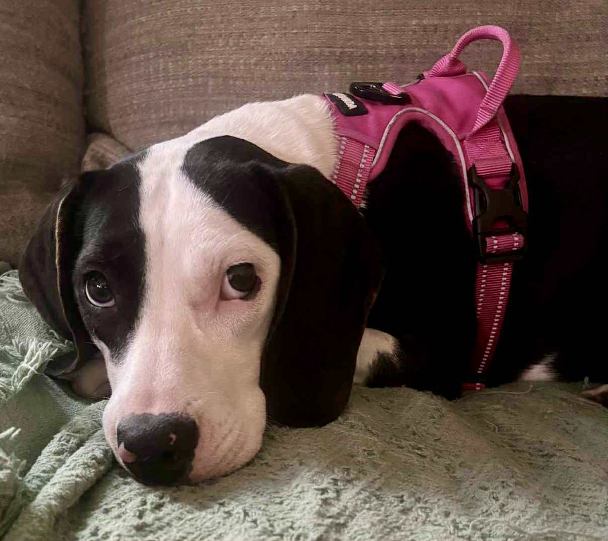 Sweetpea