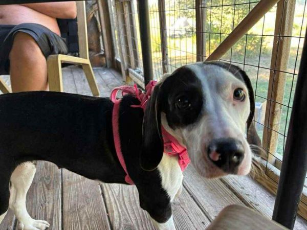 Sweetpea thumbnail 2