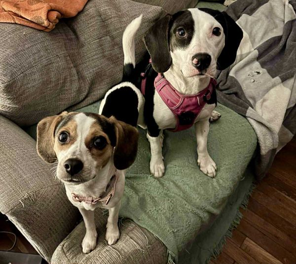 Sweetpea thumbnail 3