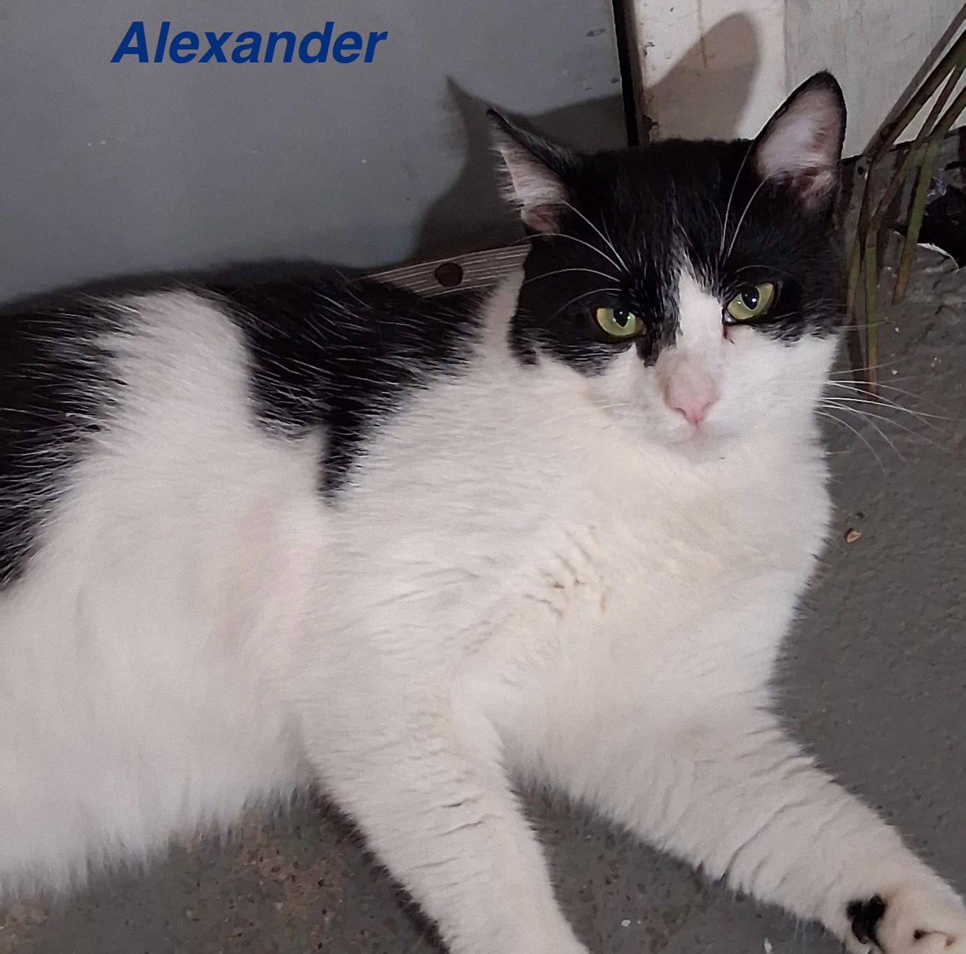 Alexander