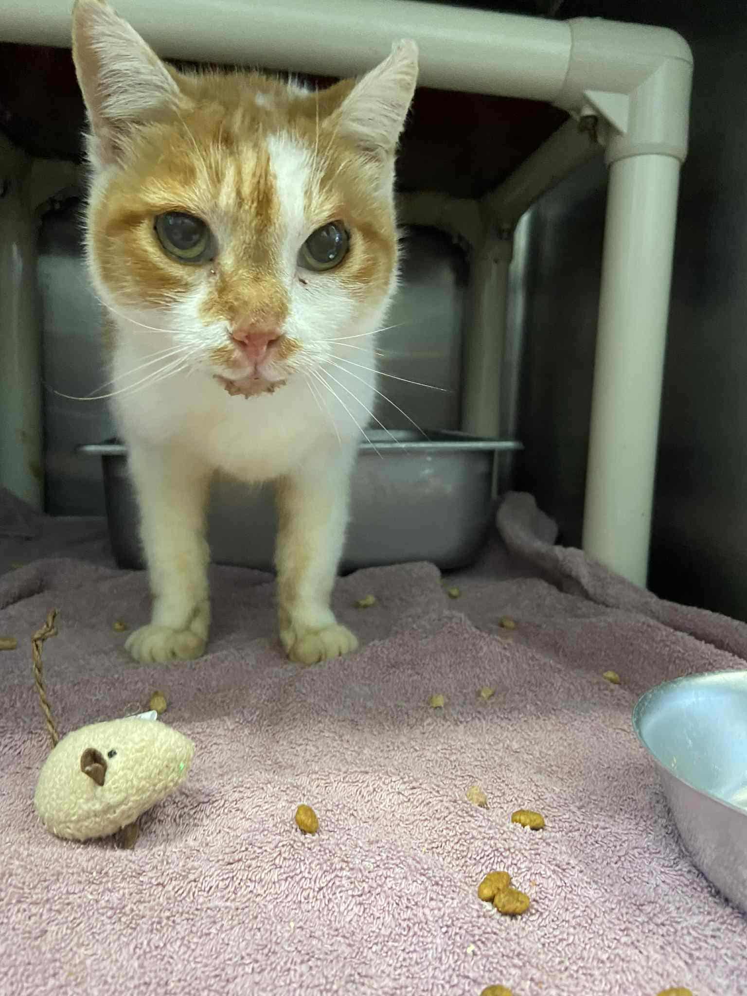 Olivia - At shelter