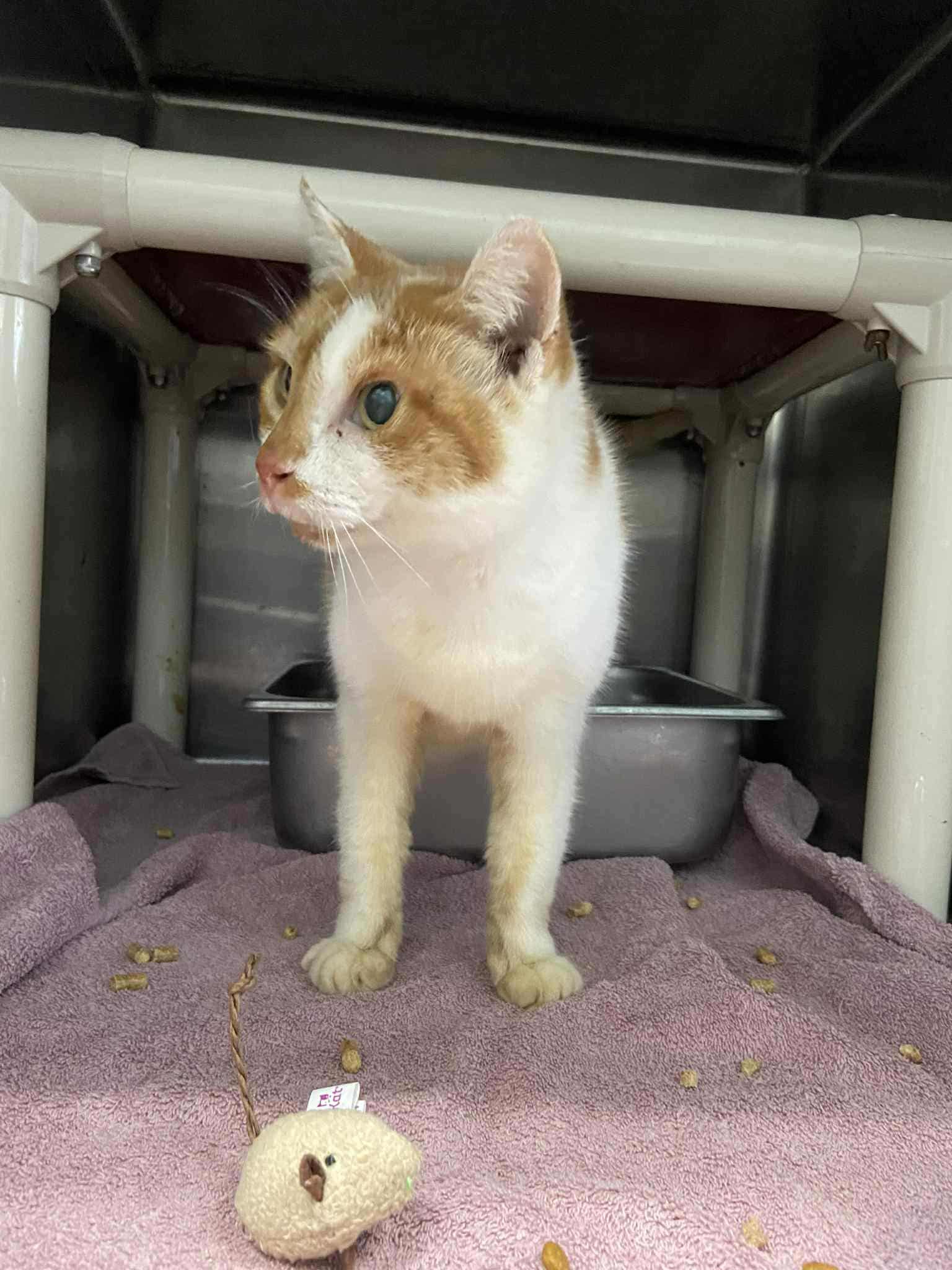 Olivia - At shelter