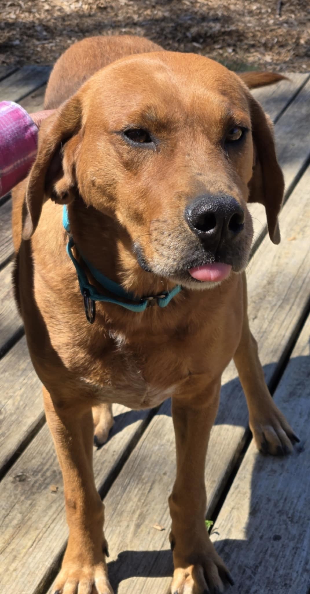 Louie: At shelter