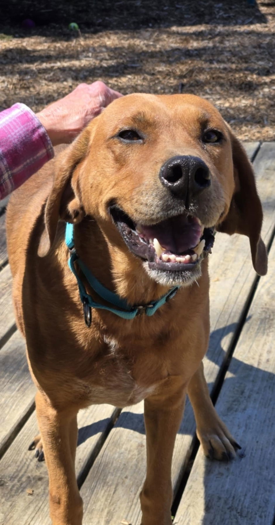 Louie: Not at shelter (Emily)