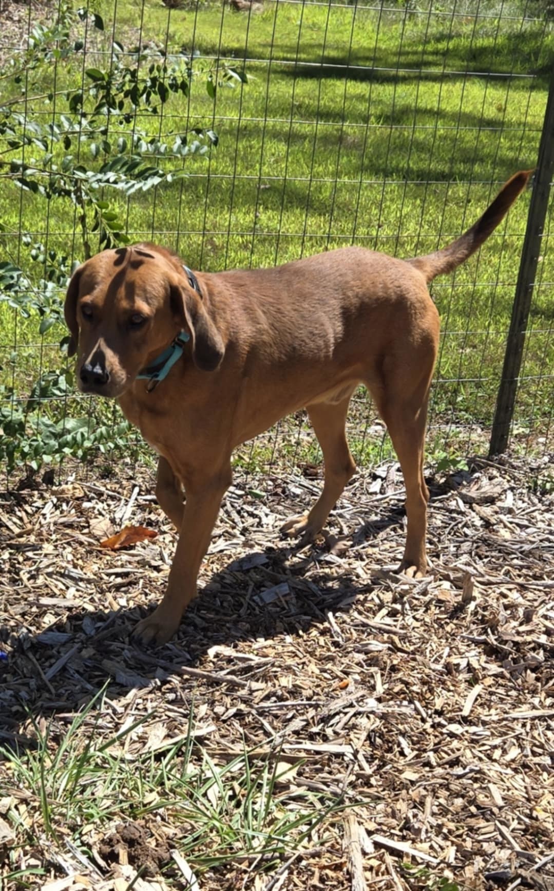 Louie: At shelter