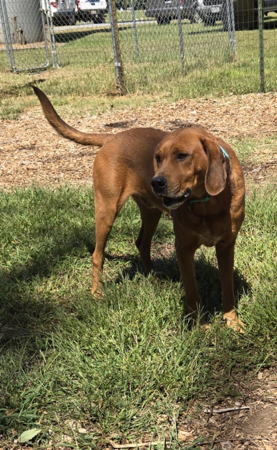 Louie: At shelter