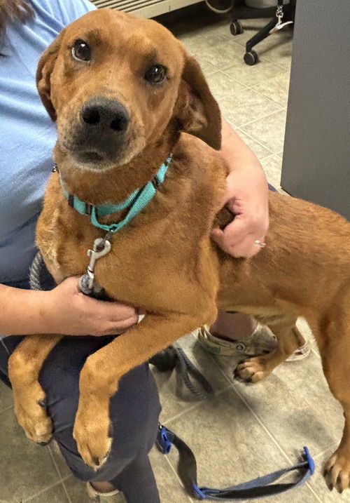 Louie: Not at shelter (Emily)