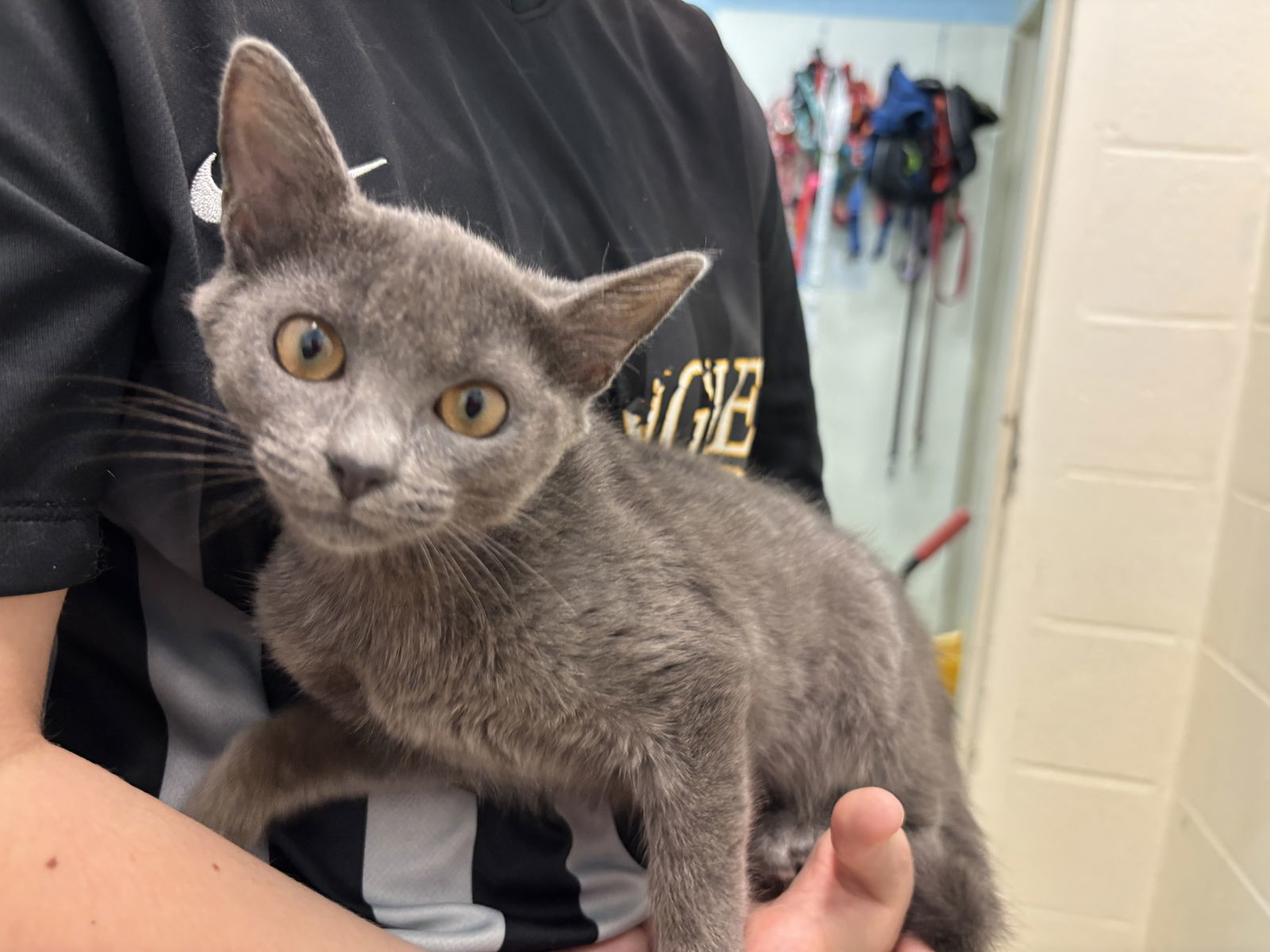 Vinnie: At the shelter