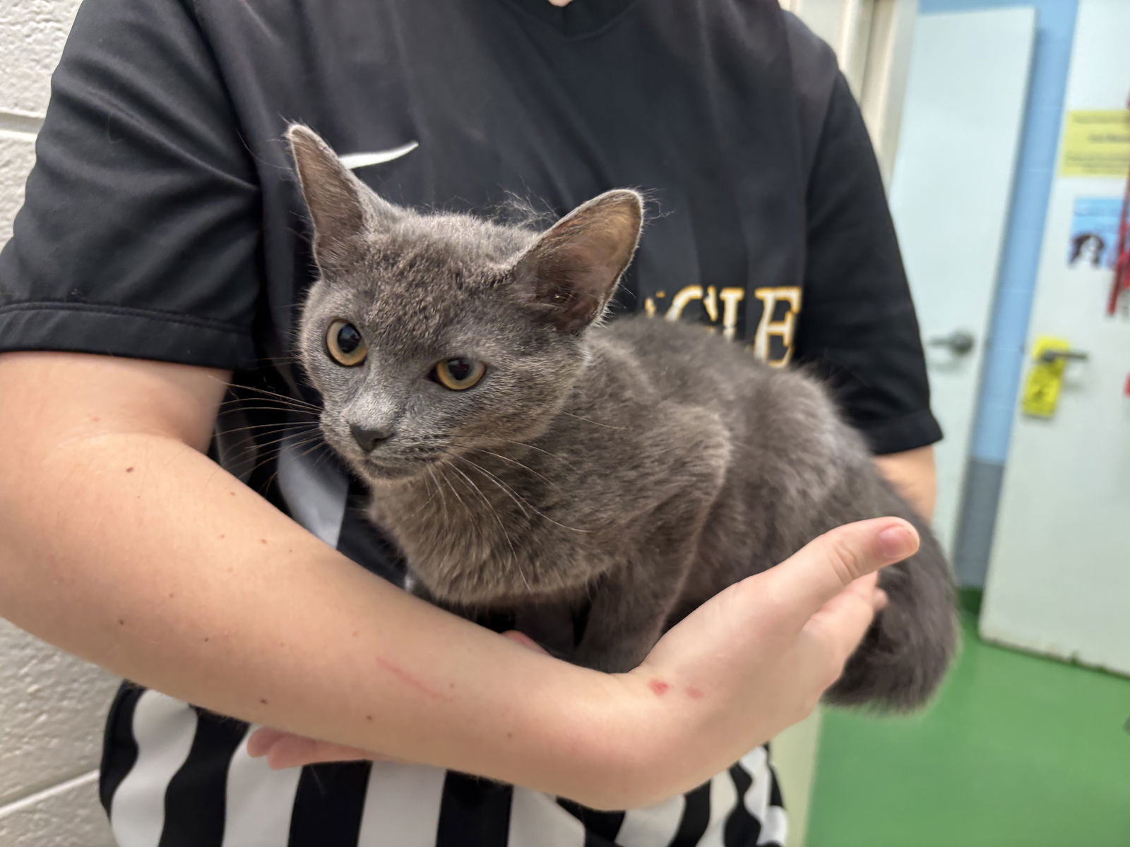 Vinnie: At the shelter