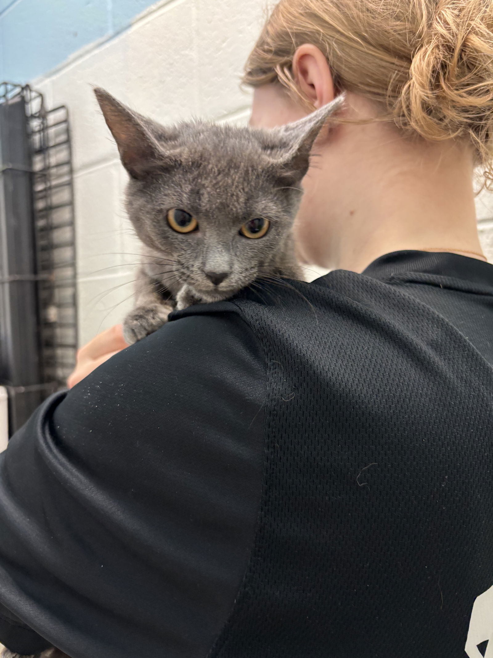 Vinnie: At the shelter
