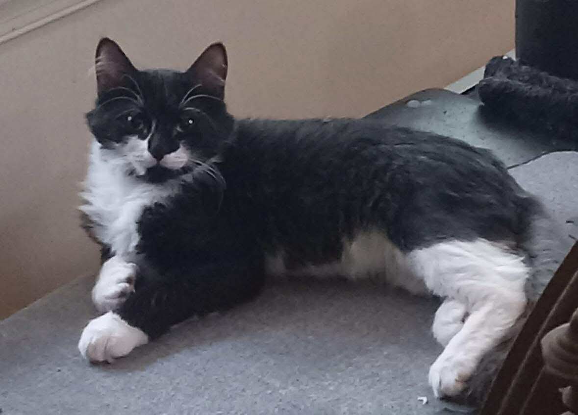 Sugar - Not at shelter (Cheryl)