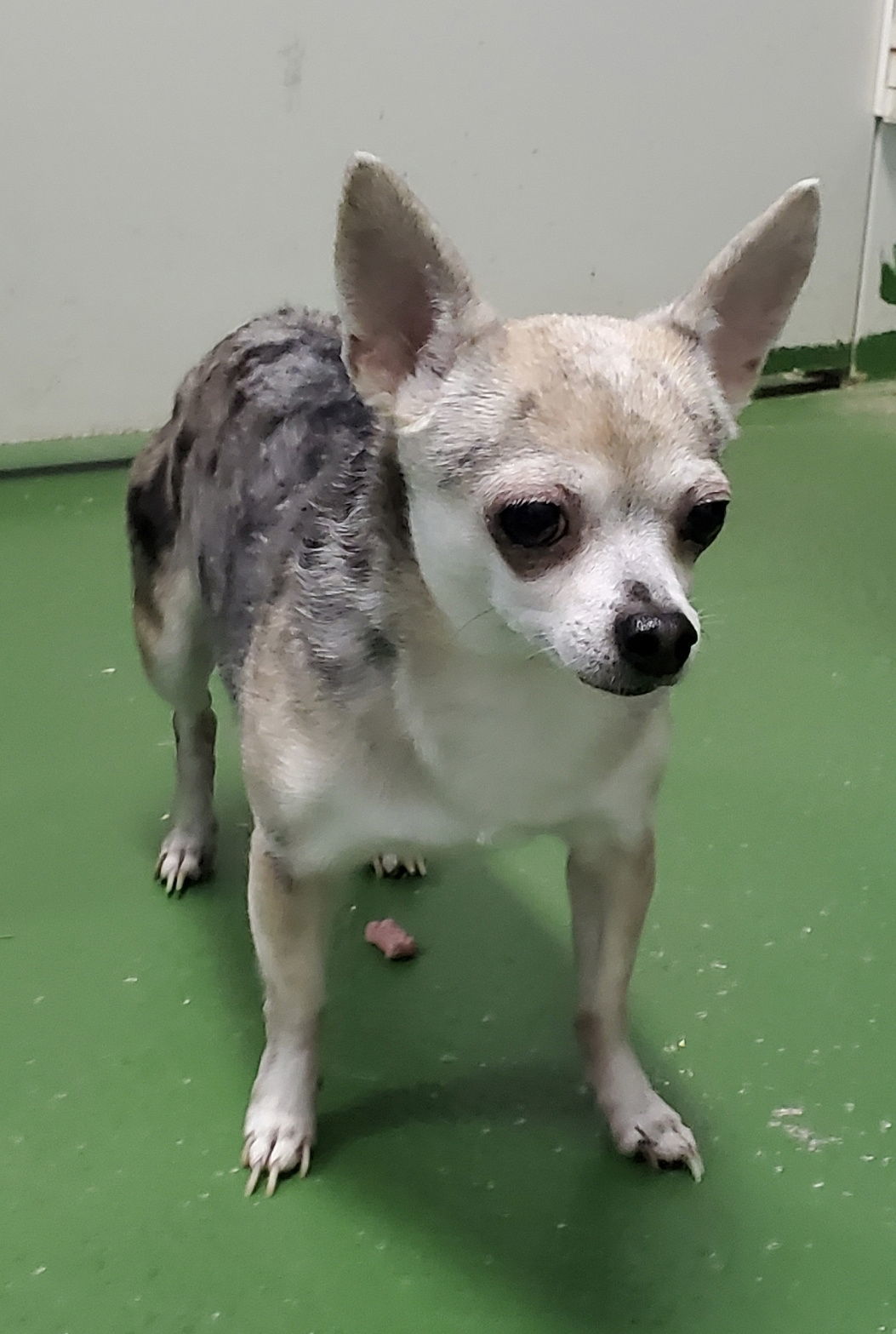 Missy: Not At shelter (Judy M)
