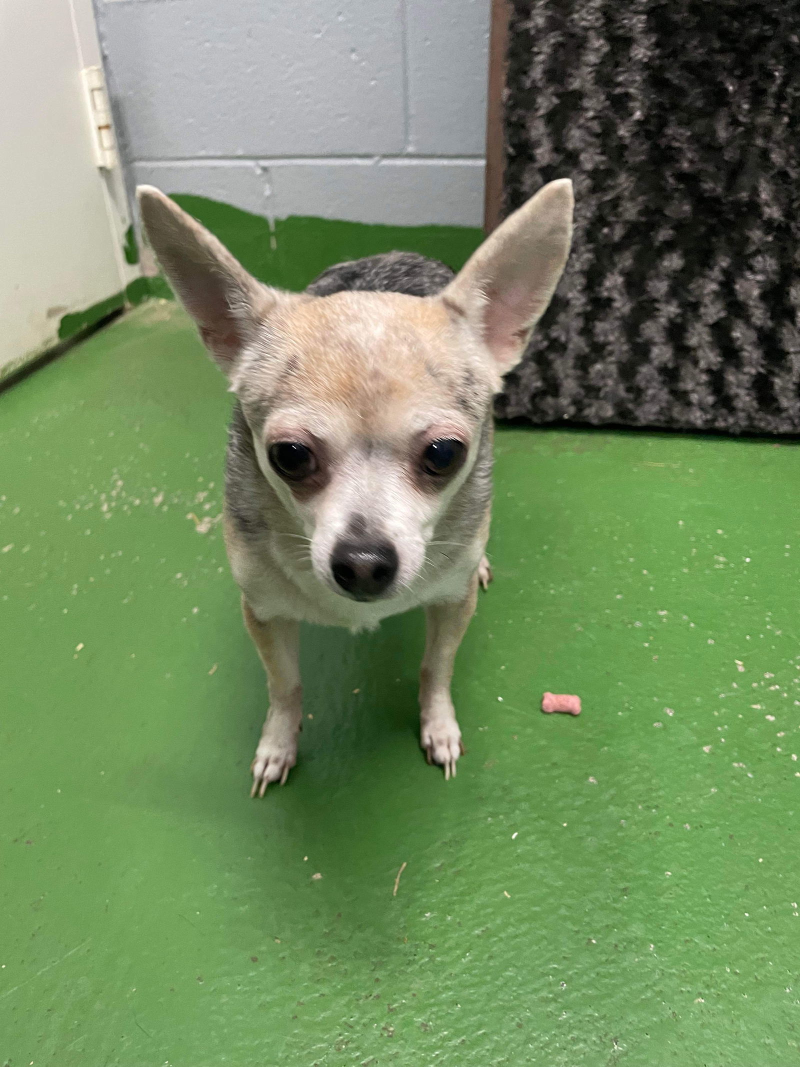 Missy: Not At shelter (Judy M)