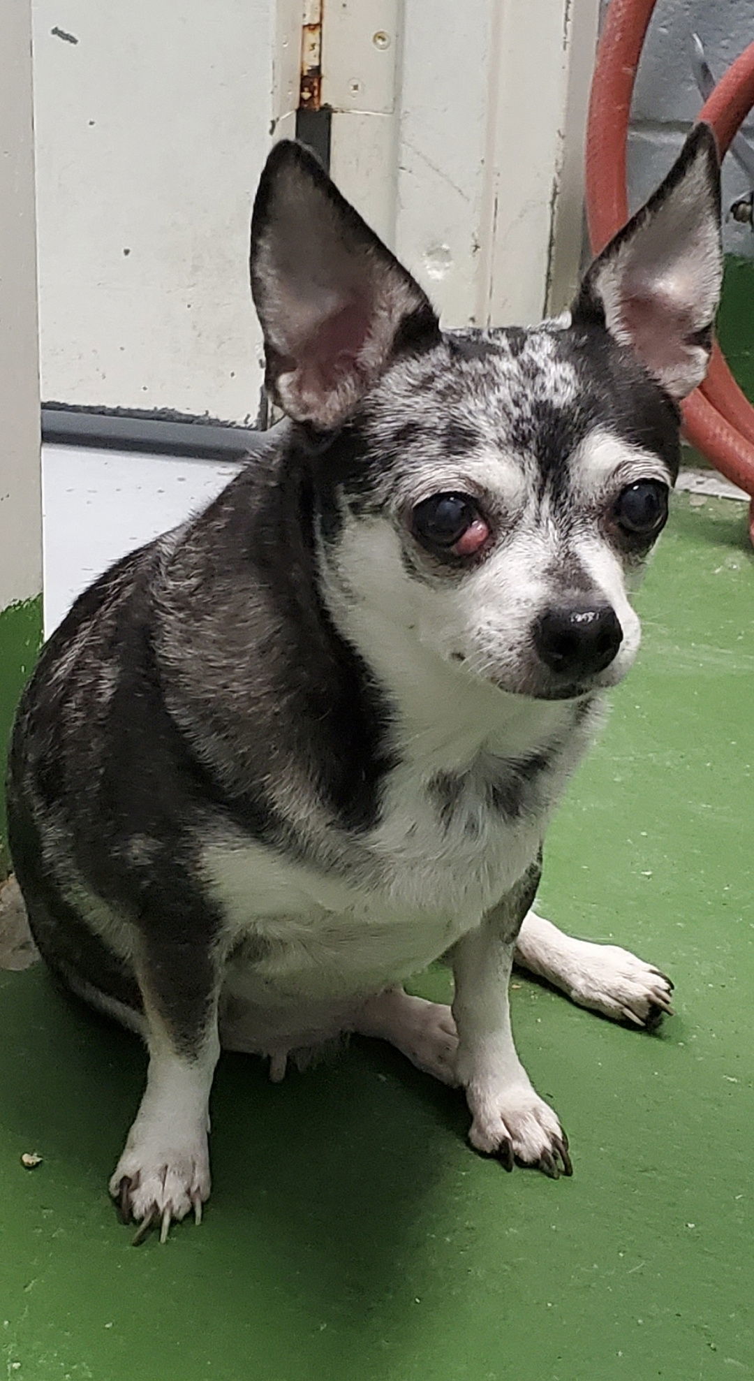 Rain and Missy: Not at the shelter