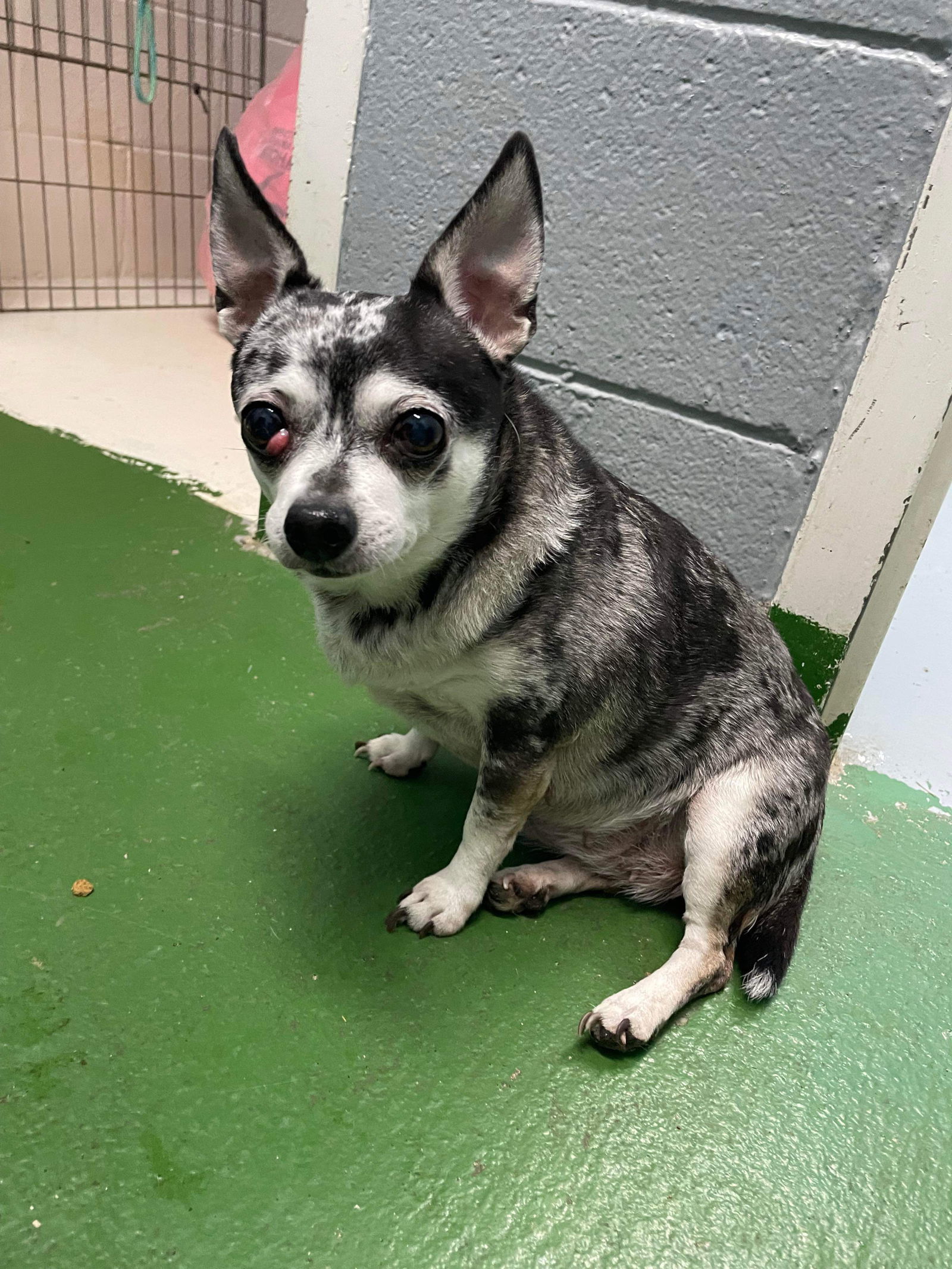 Rain and Missy: Not at the shelter