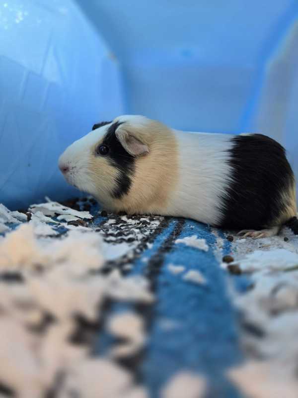 Piggy Smalls