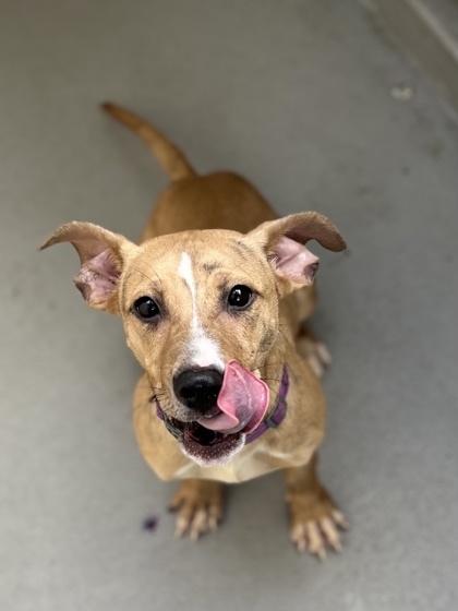 Nala