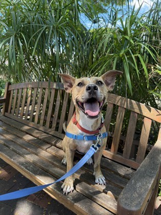 Nala, an adoptable Terrier, Mixed Breed in Honolulu, HI, 96826 | Photo Image 1