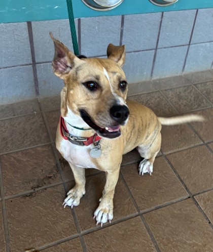 Nala, an adoptable Terrier, Mixed Breed in Honolulu, HI, 96826 | Photo Image 2
