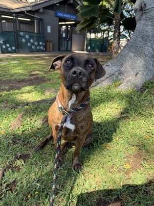 Stormy, an adoptable Mixed Breed in Honolulu, HI, 96826 | Photo Image 2