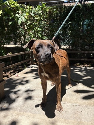 Stormy, an adoptable Mixed Breed in Honolulu, HI, 96826 | Photo Image 3