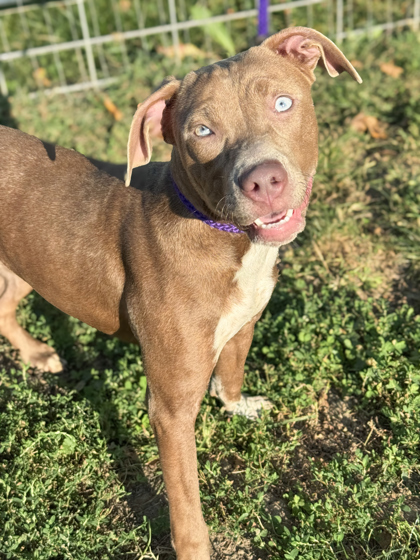 Sadie