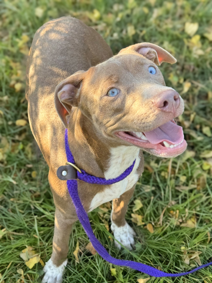 Sadie