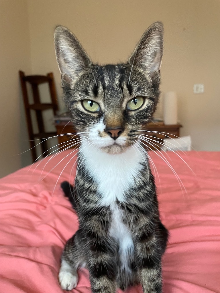Amaya Papaya