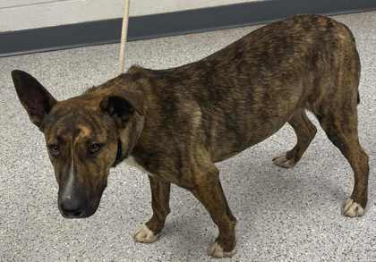 Rusty, an adoptable Dutch Shepherd, Mixed Breed in Caldwell, ID, 83607 | Photo Image 1