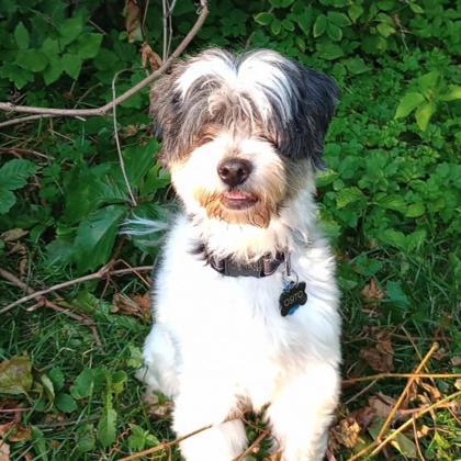Osito, an adoptable Maltese, Mixed Breed in Gwinn, MI, 49841 | Photo Image 1